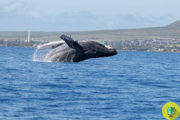 Los científicos piden la ayuda de todos los ciudadanos para decodificar el canto de las ballenas