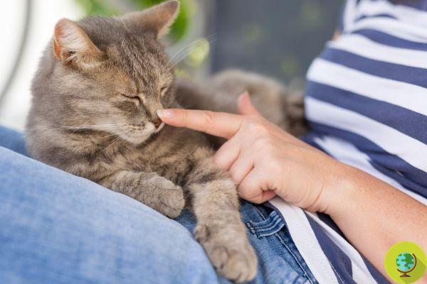 Cats become attached to humans the same way children do, a study reveals