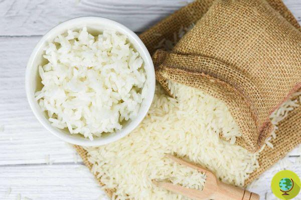 Ojo, el arroz sobrante puede ser muy malo para ti si no lo almacenas adecuadamente