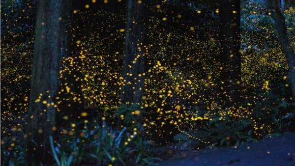 O show do vaga-lume: insetos brilhantes derrotam o smog na China (FOTO)