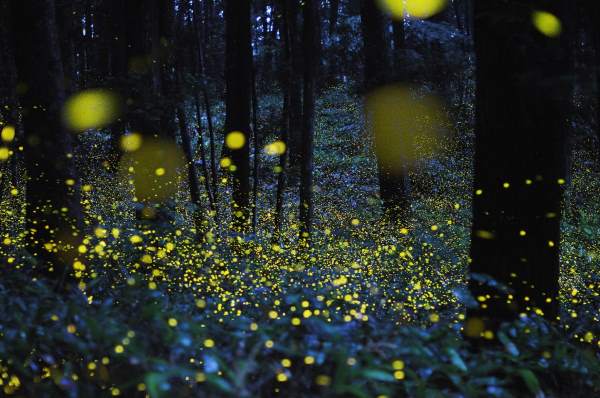 The firefly show: bright insects defeat smog in China (PHOTO)