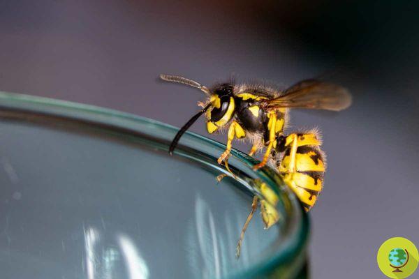 Picadas de vespa: 10 remédios naturais