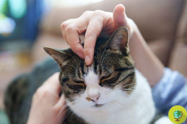 ¿Tu gato es agresivo y poco cariñoso? Siga estas 3 pautas muy simples desarrolladas por científicos