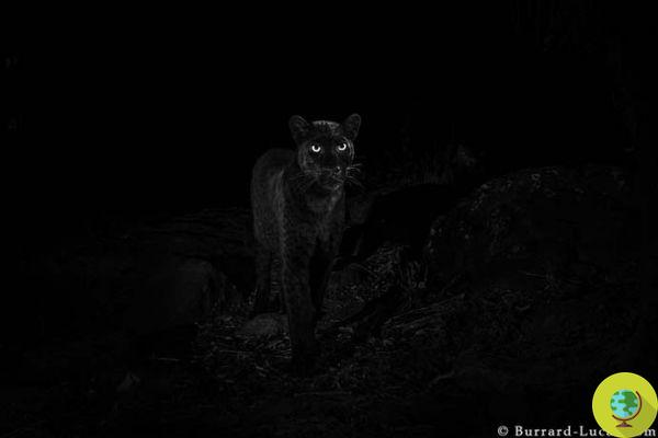 ¡El leopardo negro todavía existe! El avistamiento después de 100 años en estas hermosas tomas