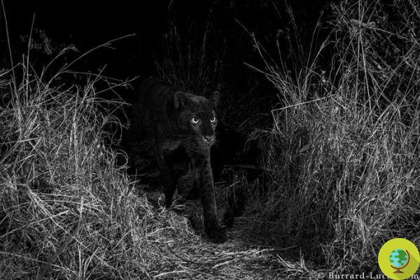 ¡El leopardo negro todavía existe! El avistamiento después de 100 años en estas hermosas tomas
