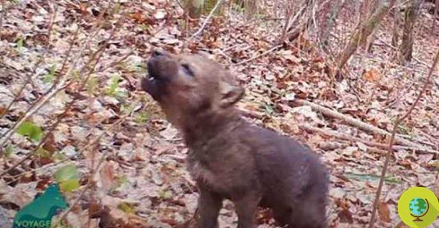 The first howls of a wolf pup captured by a hidden camera in the woods