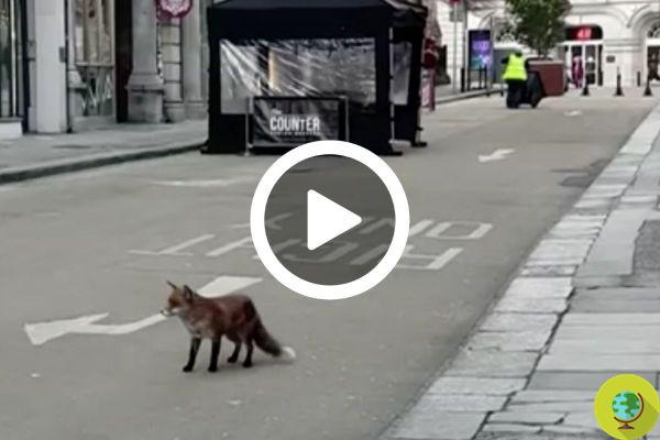 Le renard se promène sans être dérangé dans les rues désertes d'un Dublin à nouveau en lock-out