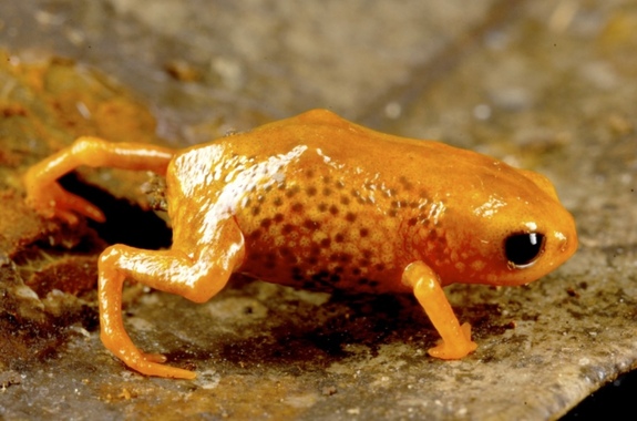 Adorables ranas miniatura: 7 nuevas especies en Brasil (FOTO y VIDEO)
