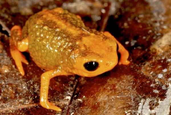 Adorable miniature frogs: 7 new species in Brazil (PHOTO and VIDEO)