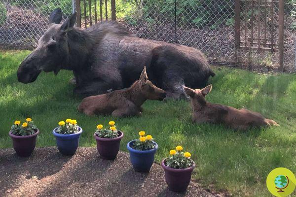Moose mother breastfeeds her cubs in the garden of a house: the beautiful images