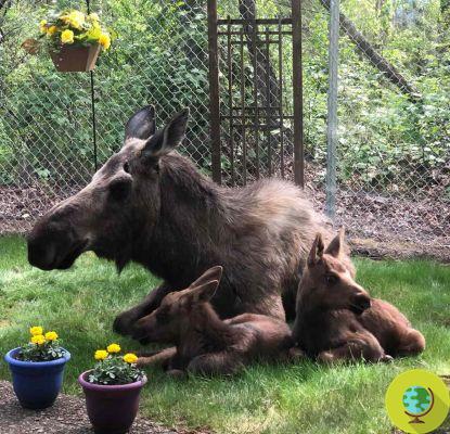 Mãe alce amamenta seus filhotes no jardim de uma casa: as belas imagens