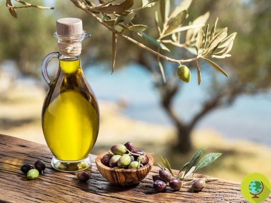 Extra virgin olive oil: why consume it regularly