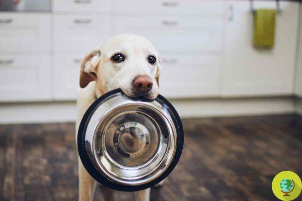 Are you washing your dog's bowl enough? I answer it in a study