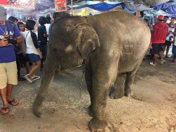 Arrêtez le festival des horreurs qui exploite les éléphants en Thaïlande (PHOTO et PETITION)