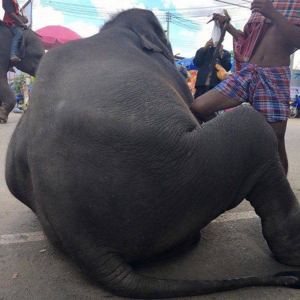 Alto al festival de los horrores que explota a los elefantes en Tailandia (FOTO y PETICIÓN)