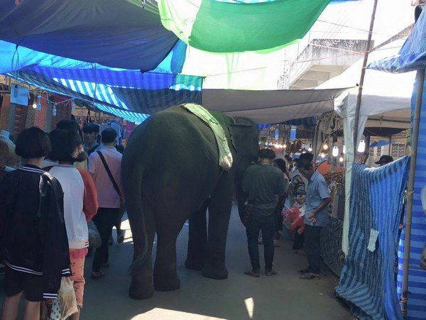 Alto al festival de los horrores que explota a los elefantes en Tailandia (FOTO y PETICIÓN)