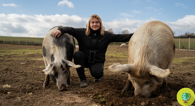 ¡Victoria! Peste porcina africana, cerdos y jabalíes mantenidos como mascotas son seguros