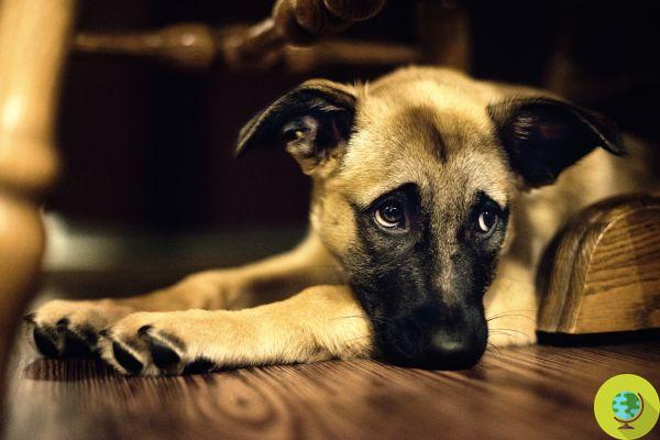 Abandonment of animals: indifference is also a crime