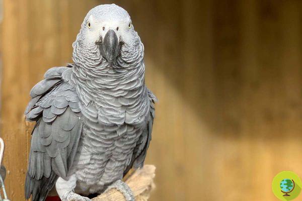 The parrots moved from the nature park after insulting visitors