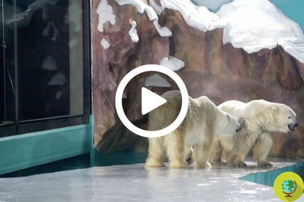 Polar Bear Hotel é inaugurado: na China há polêmica sobre o primeiro hotel com ursos polares em cativeiro