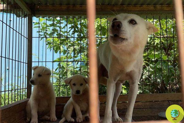 Após 20 anos de horror, uma cervejaria onde cães Jindo foram abatidos para um restaurante fecha na Coreia do Sul