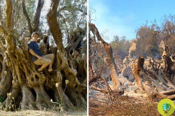 It has resisted for 2500 years, but within a few hours the millenary olive tree of Roviés in Greece was devoured by fires