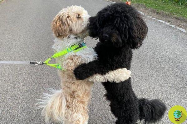 Esses dois cachorros se abraçaram na rua em festa e o motivo vai te surpreender