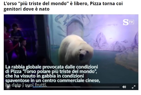 The polar bear will be relocated from the Chinese mall. But only temporarily (PETITION)