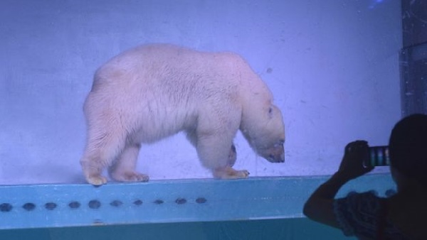L'ours polaire sera déplacé du centre commercial chinois. Mais seulement temporairement (PÉTITION)