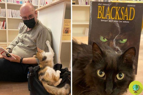 In Provence he opened the first bookshop where you can immerse yourself in reading in the company of adorable cats adopted from shelters