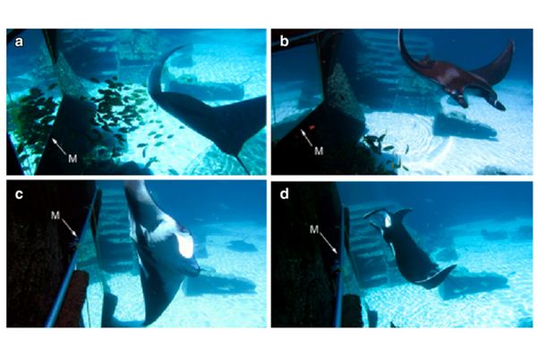 Manta rays know how to recognize themselves in the mirror and are self-aware (VIDEO)