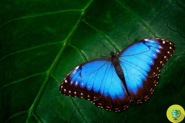 La fotovoltaica coloreada sin pigmentos inspirada en las alas de las mariposas