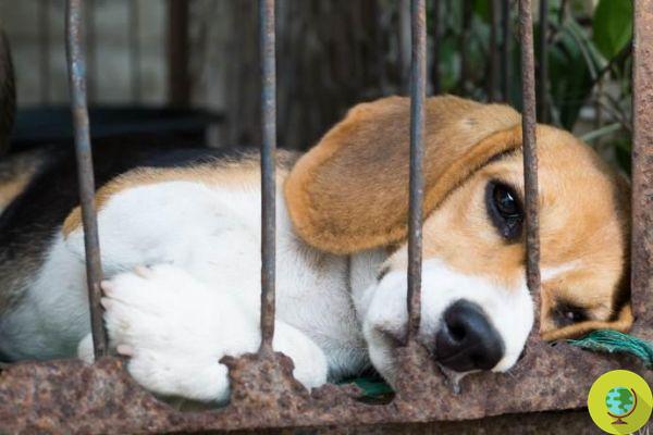 Dia Mundial do Animal de Laboratório: 5 histórias para dizer NÃO mais uma vez