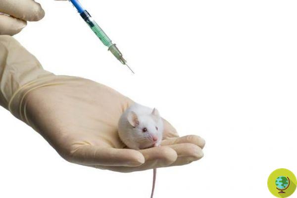World laboratory animal day: 5 stories to say NO once again