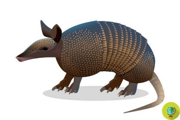The Indian legend of the armadillo that teaches us how to fight enemies