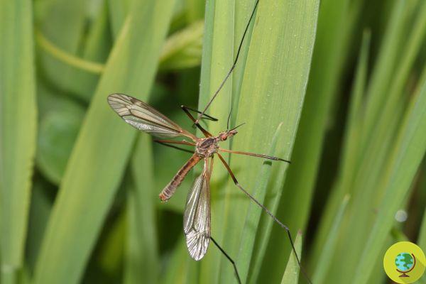 I am a tipula, not a mosquito: I do not sting, please do not crush me