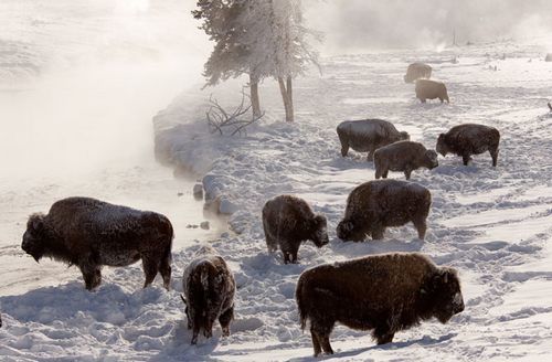 De los animales 10 formas extrañas de mantenerse caliente en invierno