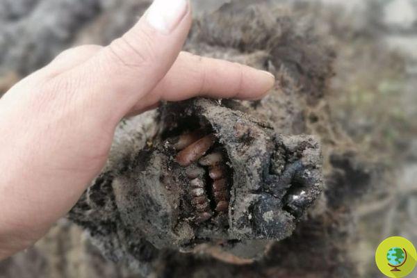 Un ours des cavernes de la période glaciaire découvert en Russie après la fonte du pergélisol