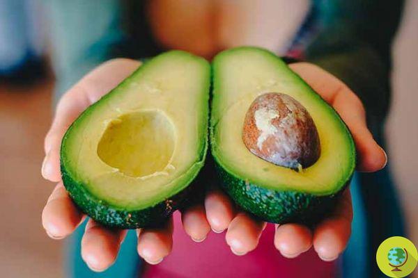 Avocado tea: all the benefits and how to prepare it starting from the seed
