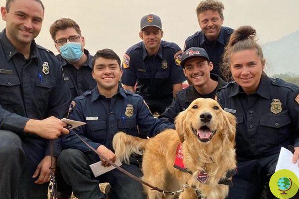 Terapia con mascotas: el Golden Retriever que mima y consuela a los bomberos involucrados en los incendios de California