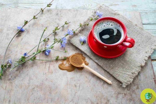 Chicory coffee: the detox and healthy alternative to coffee to try at least once in your life