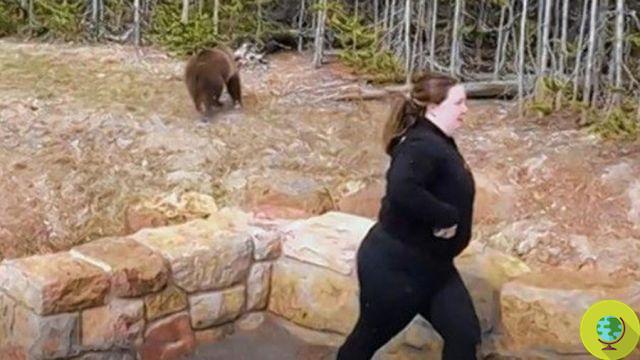 USA, Yellowstone Park: grizzly bear mother tears a tourist to pieces