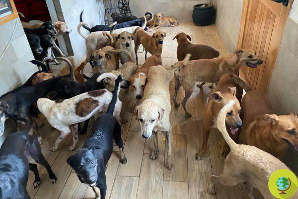Salva a más de 300 perros de la furia del huracán Delta al recibirlos en su hogar