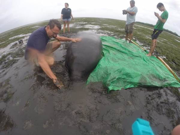 The extraordinary rescue of two manatees stranded by Hurricane Irma (VIDEO)