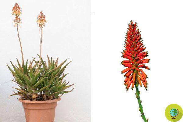 Aloe vera: por qué tu planta (no) florece y qué hacer con la flor