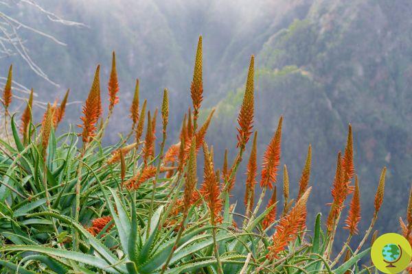 Aloe vera: por que sua planta (não) floresce e o que fazer com a flor