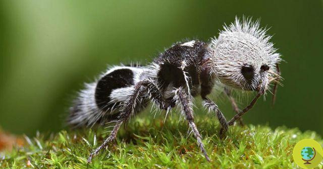 Panda Ant, no es un panda y ni siquiera una hormiga. es una avispa