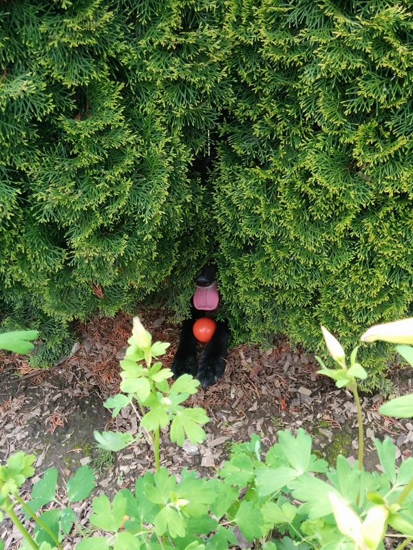 10 funny animals that believe they are perfectly hidden