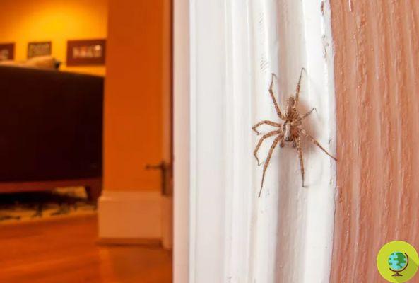 Aranhas, não as matem! Porque é útil tê-los em casa