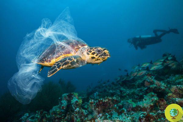 So the plastic in the oceans is creating a very dangerous 